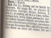 k-Welschkorn  Mais - aus Meyers Lexikon von 1890
